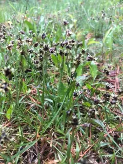 Field woodrush thumbnail 2