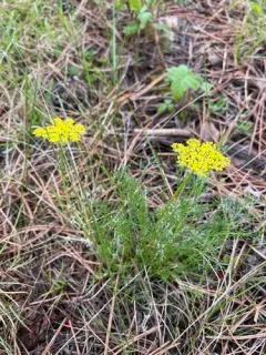 Whiskbroom Parsley thumbnail 2