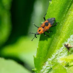 Cocklebur Weevil thumbnail 4