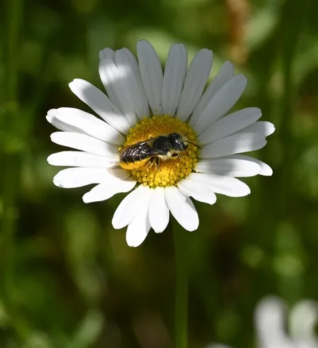 Georgia Mason Bee