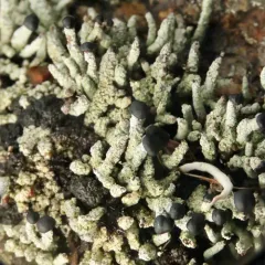 charred matchstick lichen thumbnail 3