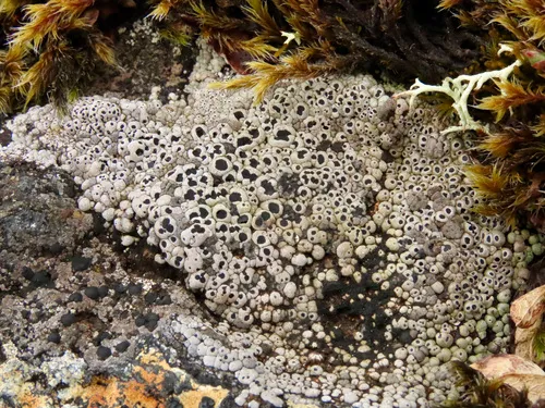 Amygdalaria subdissentiens