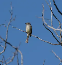 Dusky Flycatcher thumbnail 3