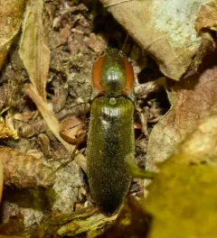 Acteniceromorphus vulneratus thumbnail 3