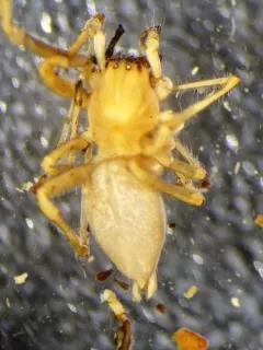 Agrarian Sac Spider thumbnail 3
