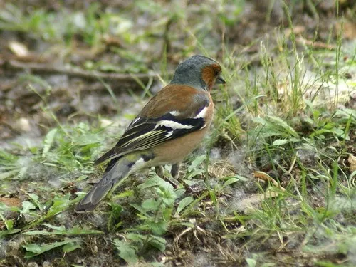 Common Chaffinch