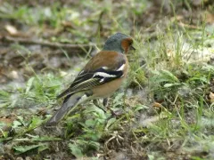 Common Chaffinch thumbnail 1