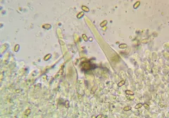 Pholiota olivaceophylla thumbnail 3