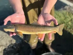 Green Sucker thumbnail 4