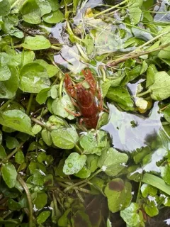 Pilose Crayfish thumbnail 3