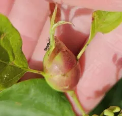 Dogwood Clubgall Midge thumbnail 3