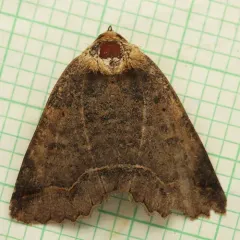One-lined Zale Moth thumbnail 3