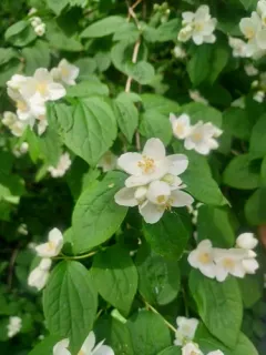 Hoary Mock Orange thumbnail 4