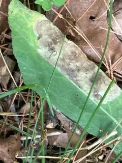 Calycomyza novascotiensis thumbnail 2