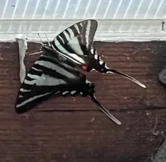Zebra Swallowtail thumbnail 3