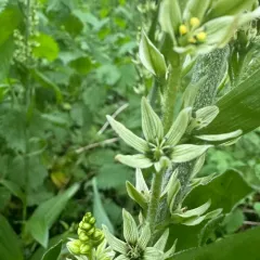 Corn Lily thumbnail 4