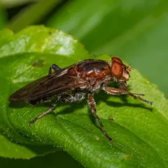 Black-bristled Logsitter thumbnail 4