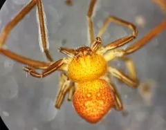 Evans's Running Crab Spider thumbnail 2