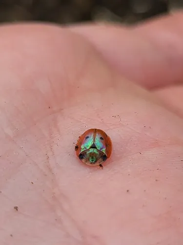 Blacklegged Tortoise Beetle