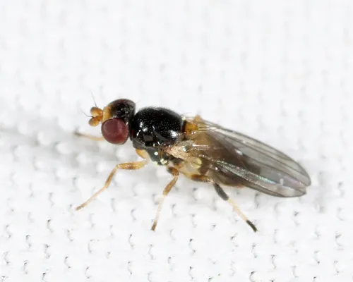 Psilacrum arpidia