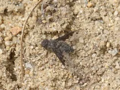 Anthrax albofasciatus thumbnail 4