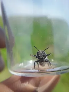 Beardtongue scraper bee thumbnail 2