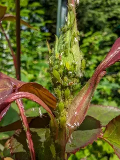 Potato Aphid thumbnail 4