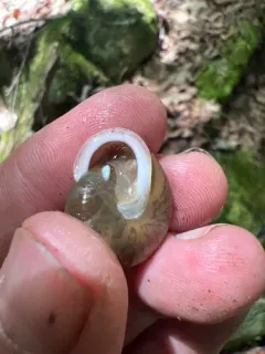 Big-tooth Whitelip thumbnail 3