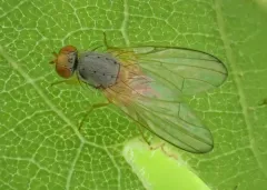 Palloptera claripennis thumbnail 3