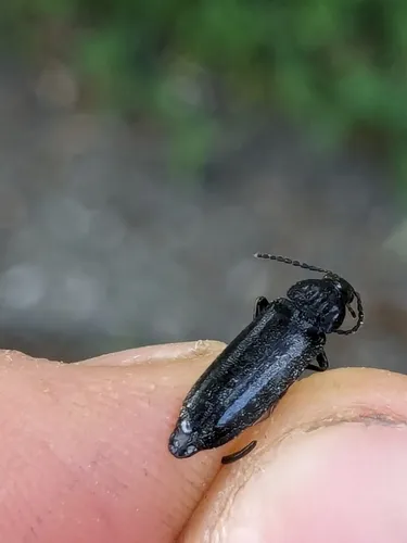 Lipped False Darkling Beetle