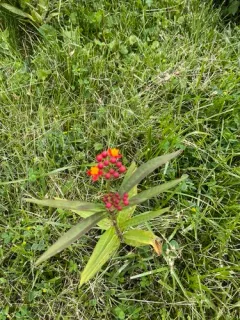 tropical milkweed thumbnail 3
