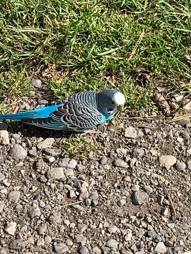 Budgerigar