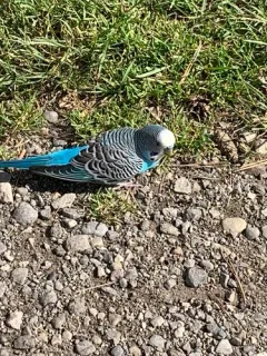 Budgerigar thumbnail 1