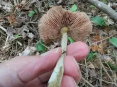 Entoloma luteofuscum thumbnail 2