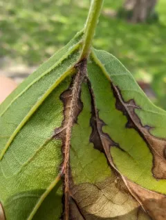 sycamore anthracnose thumbnail 2