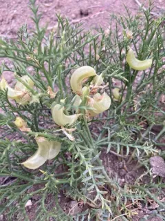 Fourwing Milkvetch thumbnail 2