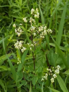 Waxy Meadow-rue thumbnail 3