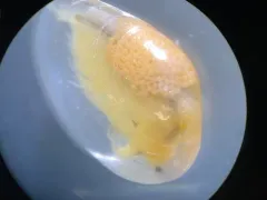 Agassiz Clam Shrimp thumbnail 3