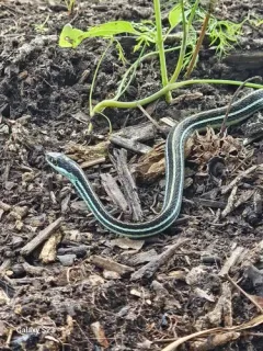 Western Ribbon Snake thumbnail 4