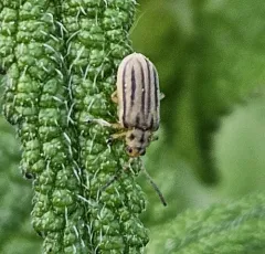 Boneset Leaf Beetle thumbnail 1