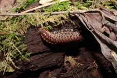 Log Lurker thumbnail 1