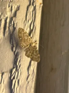 White-spotted Pug Moth thumbnail 4