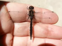 Slender Baskettail thumbnail 2