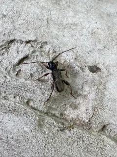 Phymatodes nigrescens thumbnail 4