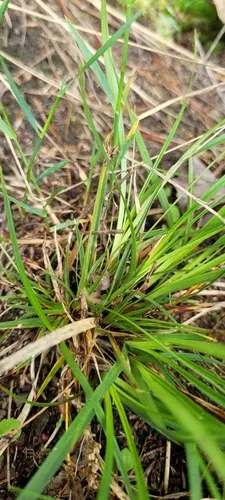 Black-edge Sedge