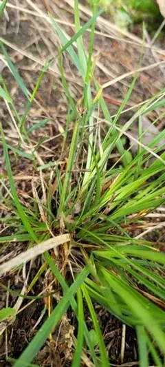 Black-edge Sedge thumbnail 1