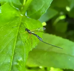 Rhyssella nitida thumbnail 2