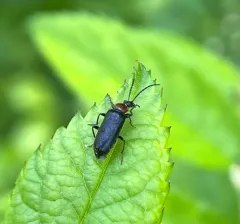 Mourning Fire-colored Beetle thumbnail 3