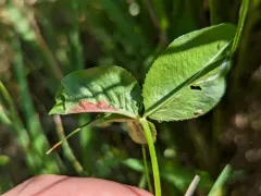 clover leaf midge thumbnail 2