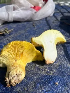 Cantharocybe gruberi thumbnail 4